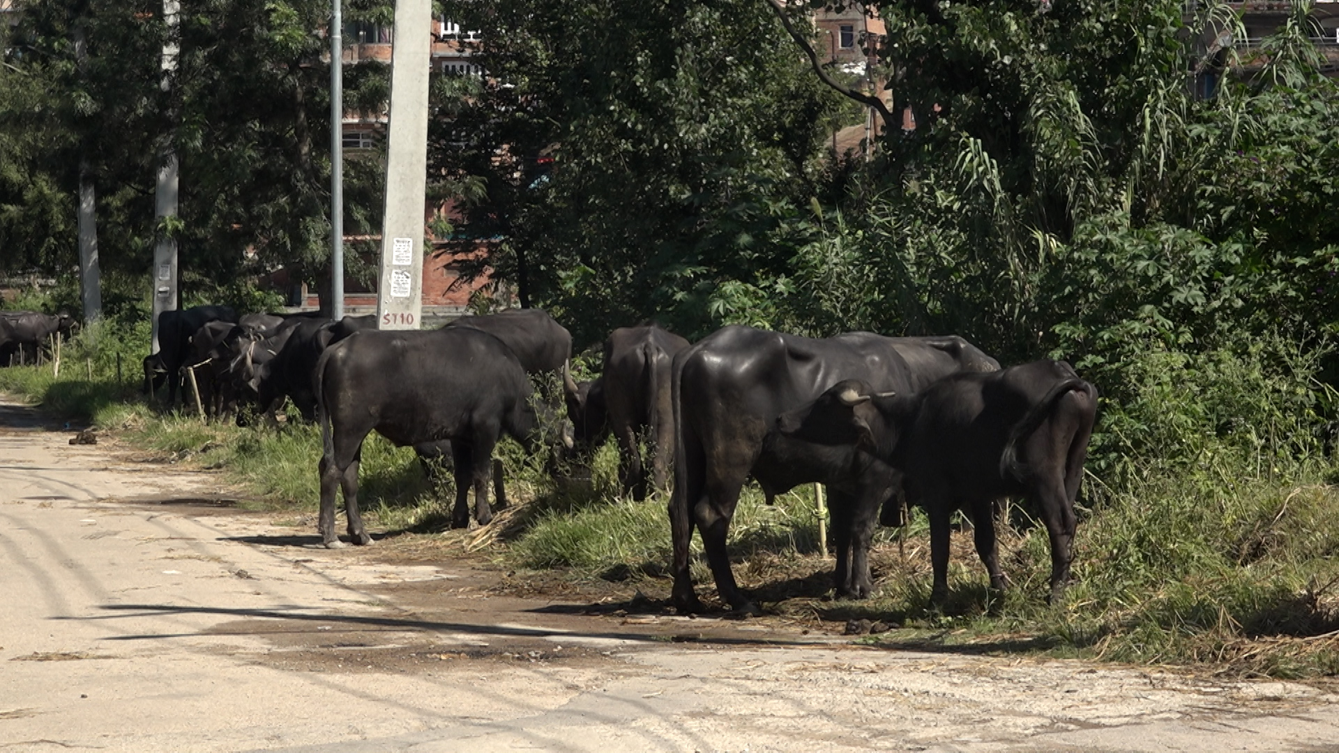 भक्तपुरमा राँगाको व्यापार: ९० हजारदेखि एक लाख रुपैंयाँसम्मका राँगा रोजाइमा