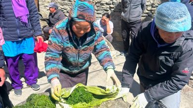 विषादीको विकल्पमा म्याग्दीका किसानले शुरु गरे ‘जैविक झोल’को प्रयोग