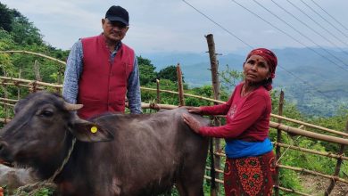 कृषकलाई सशक्तिकरण गर्दै सरकार : भैँसीको पाडी अनुदानमा वितरणपछि बङ्गुर पनि वितरणको तयारी