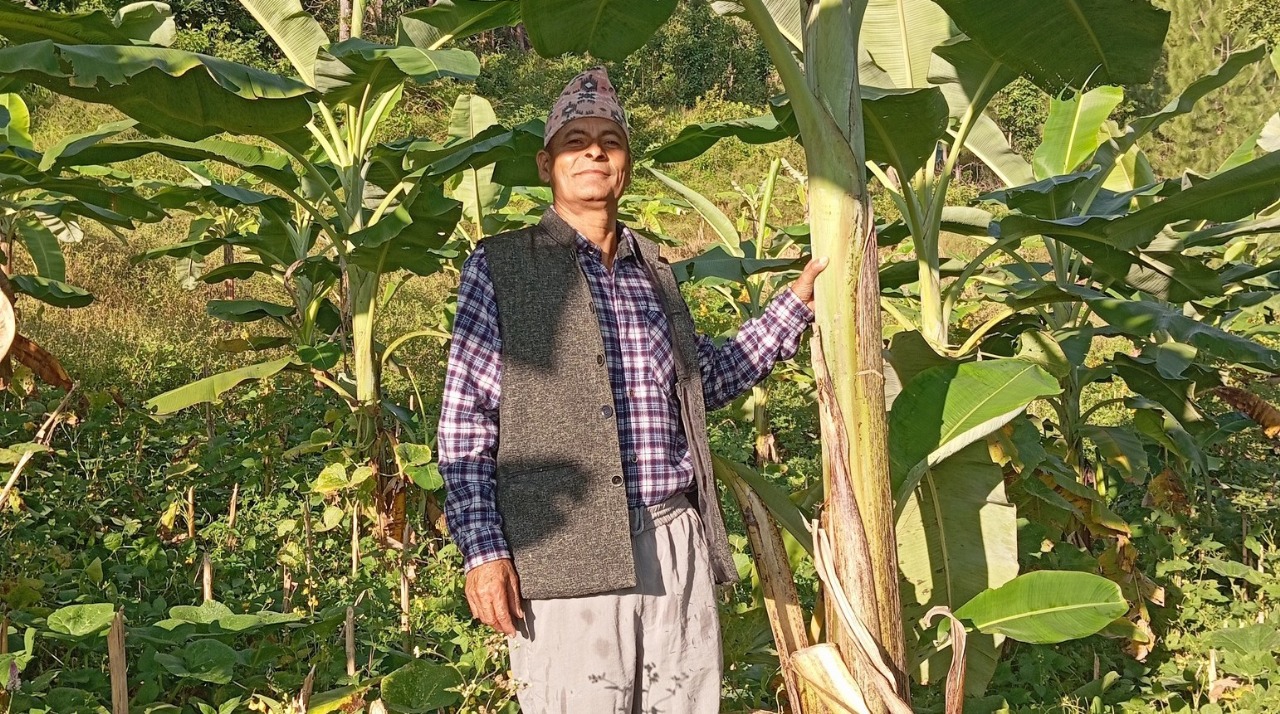 बाँझो खेतलाई हराभरा बनाएका घिमिरे दम्पत्ती:  मेहनतको फल लाग्न थालेपछि दंग