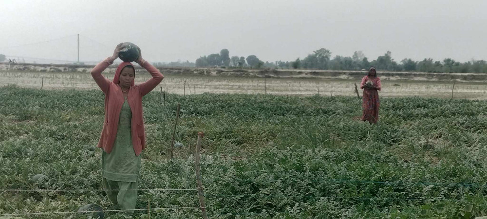 दोदाको बगरमा तरकारीखेती गरेर मनग्य आम्दानी