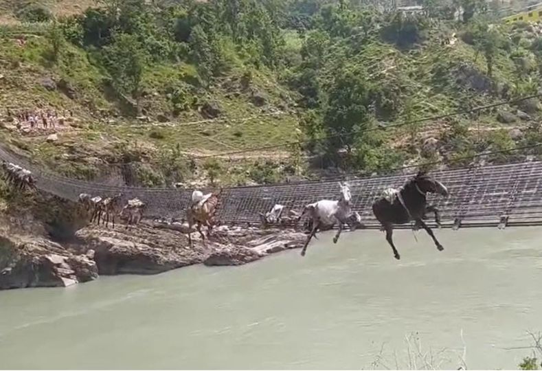 कर्णाली नदीमाथिको झोलुंगे पुलको लठ्ठा चुँडिदा १४ वटा खच्चड पुलमै अड्किए
