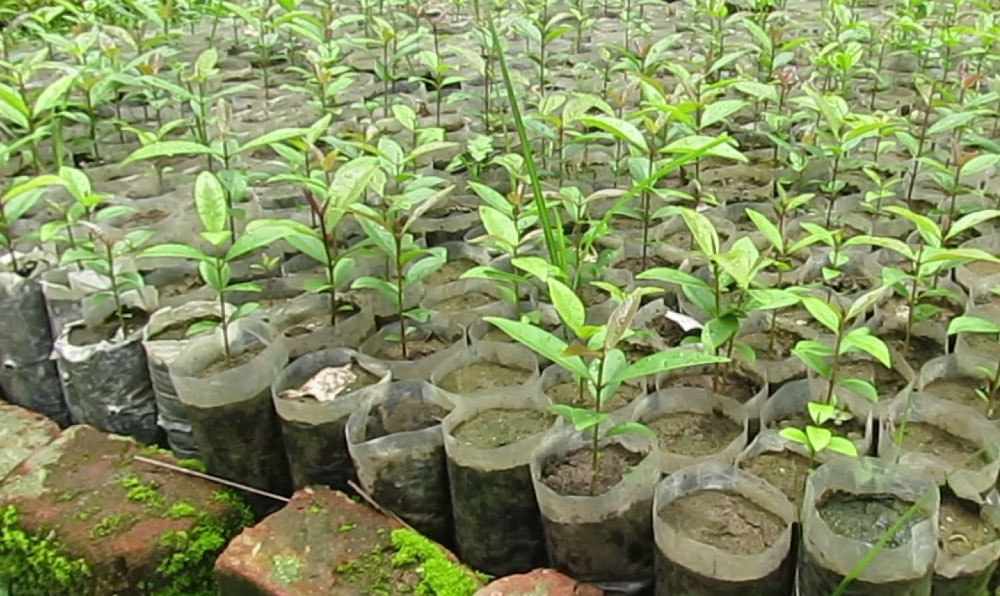 फलफूलका बिरुवा रोप्ने किसानलाई अनुदान