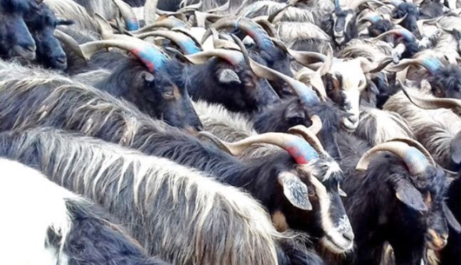 यस वर्ष सस्तियो भेडा च्याङग्राको मूल्य