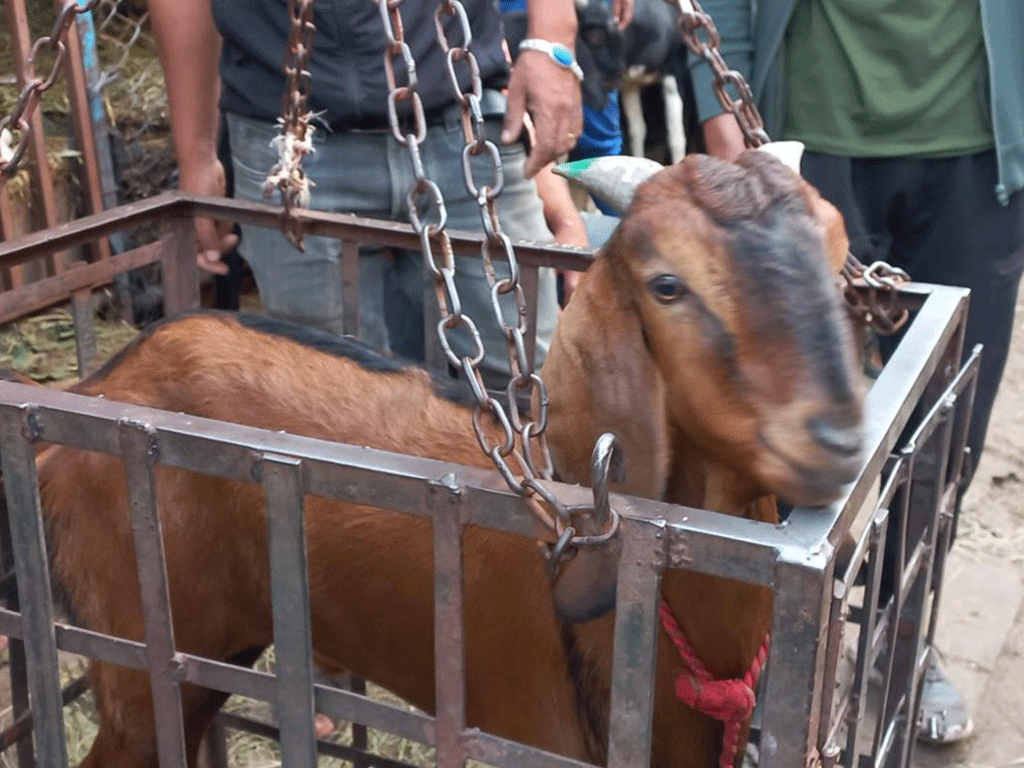खसीबोका कारोबारमा छैन उत्साह