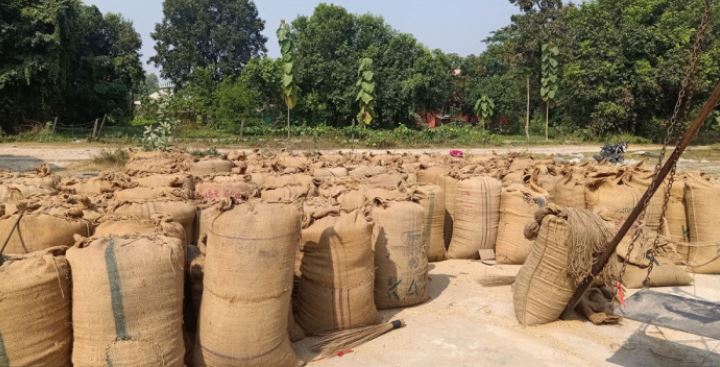 धान नबिकेपछि झापाका किसान चिन्तित