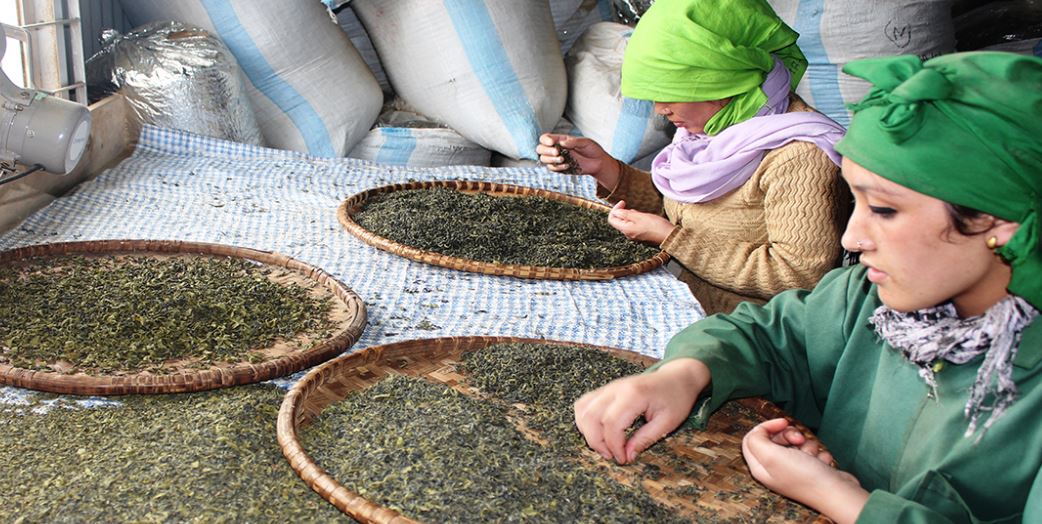नेपाली चियामाथि भाँजो हाल्दै भारत, ट्रकैपिच्छे ल्याब परीक्षणको झन्झट थपेपछि ठप्प भयो निर्यात